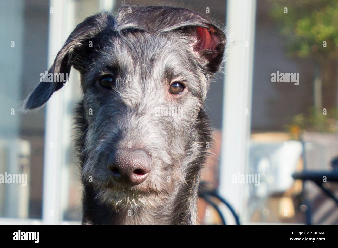Cucciolo di Deerhound scozzese Foto Stock