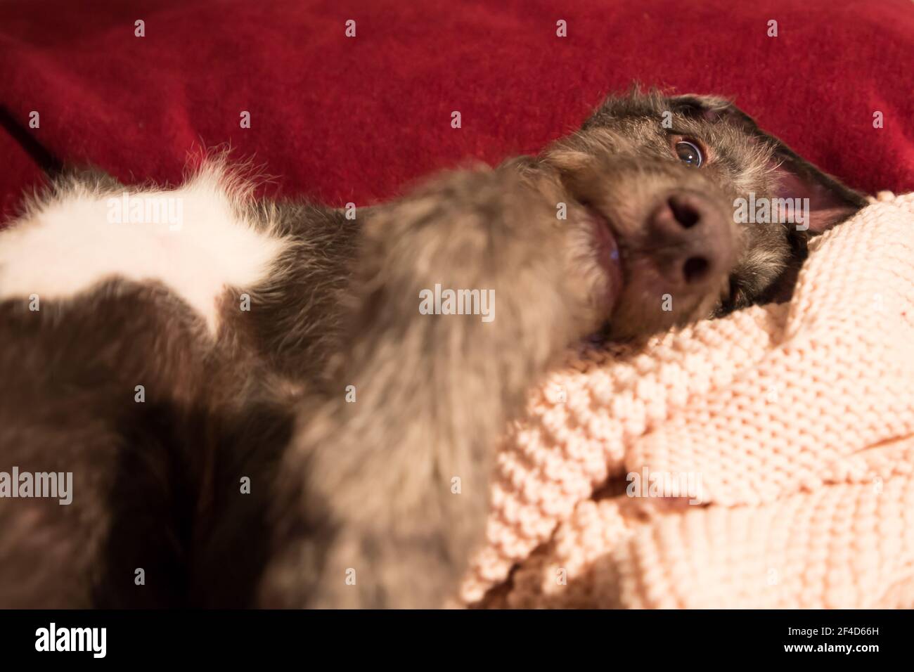 Cucciolo di Deerhound scozzese Foto Stock