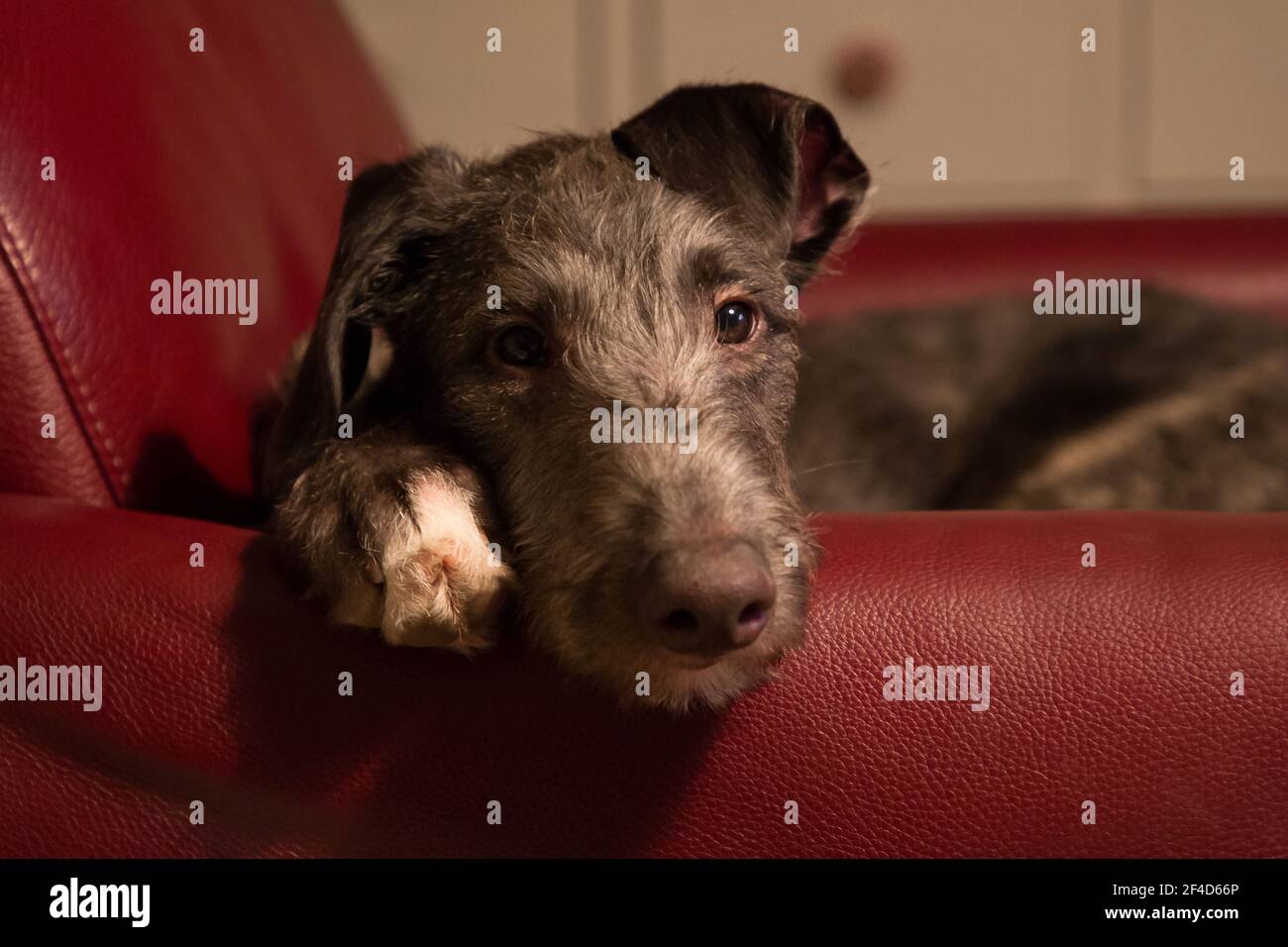 Cucciolo di Deerhound scozzese Foto Stock