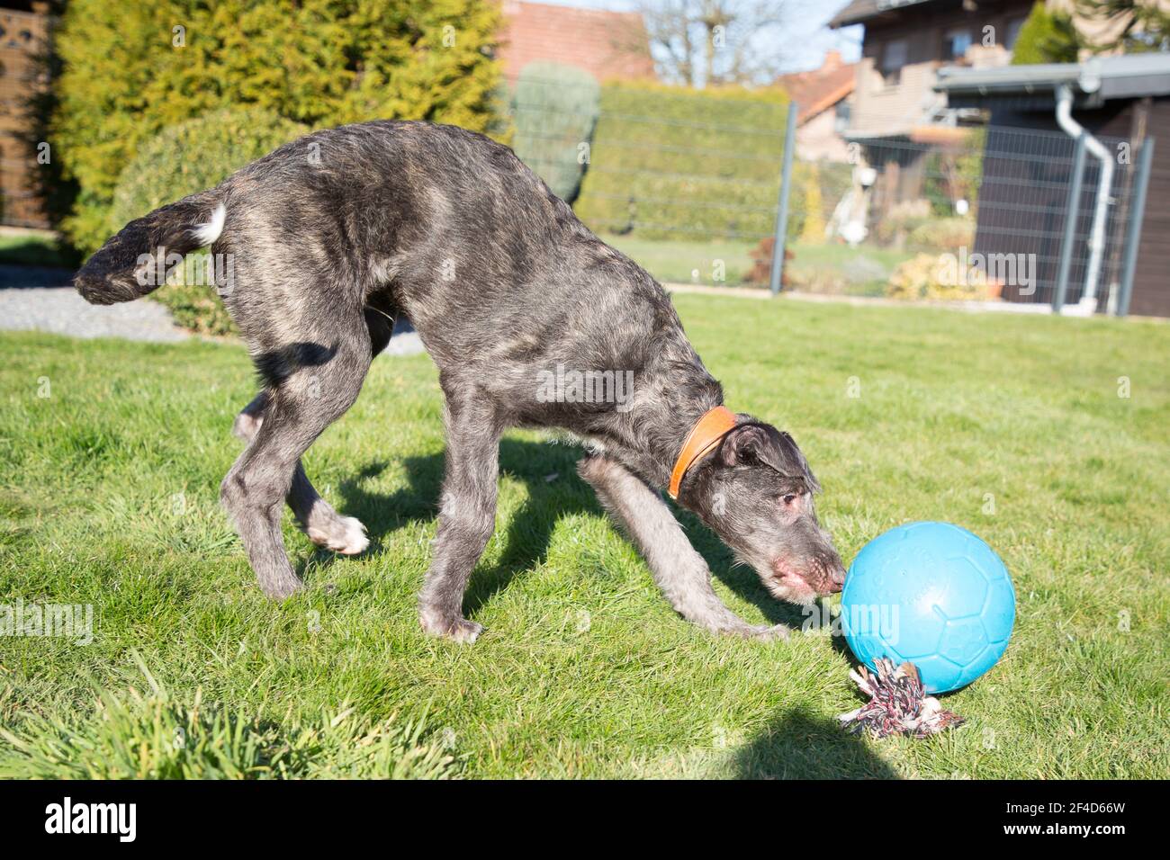 Cucciolo di Deerhound scozzese Foto Stock