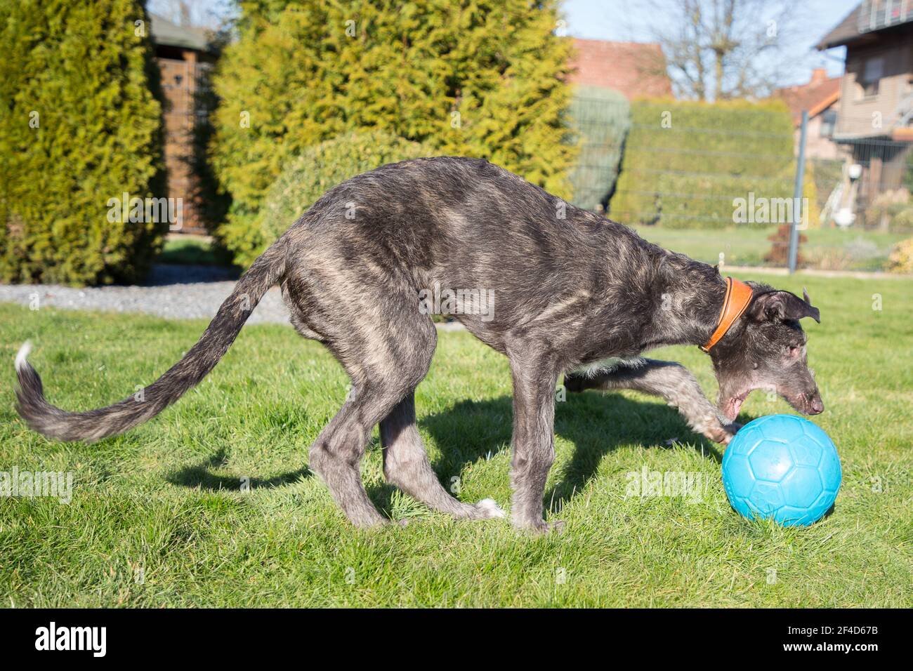 Cucciolo di Deerhound scozzese Foto Stock