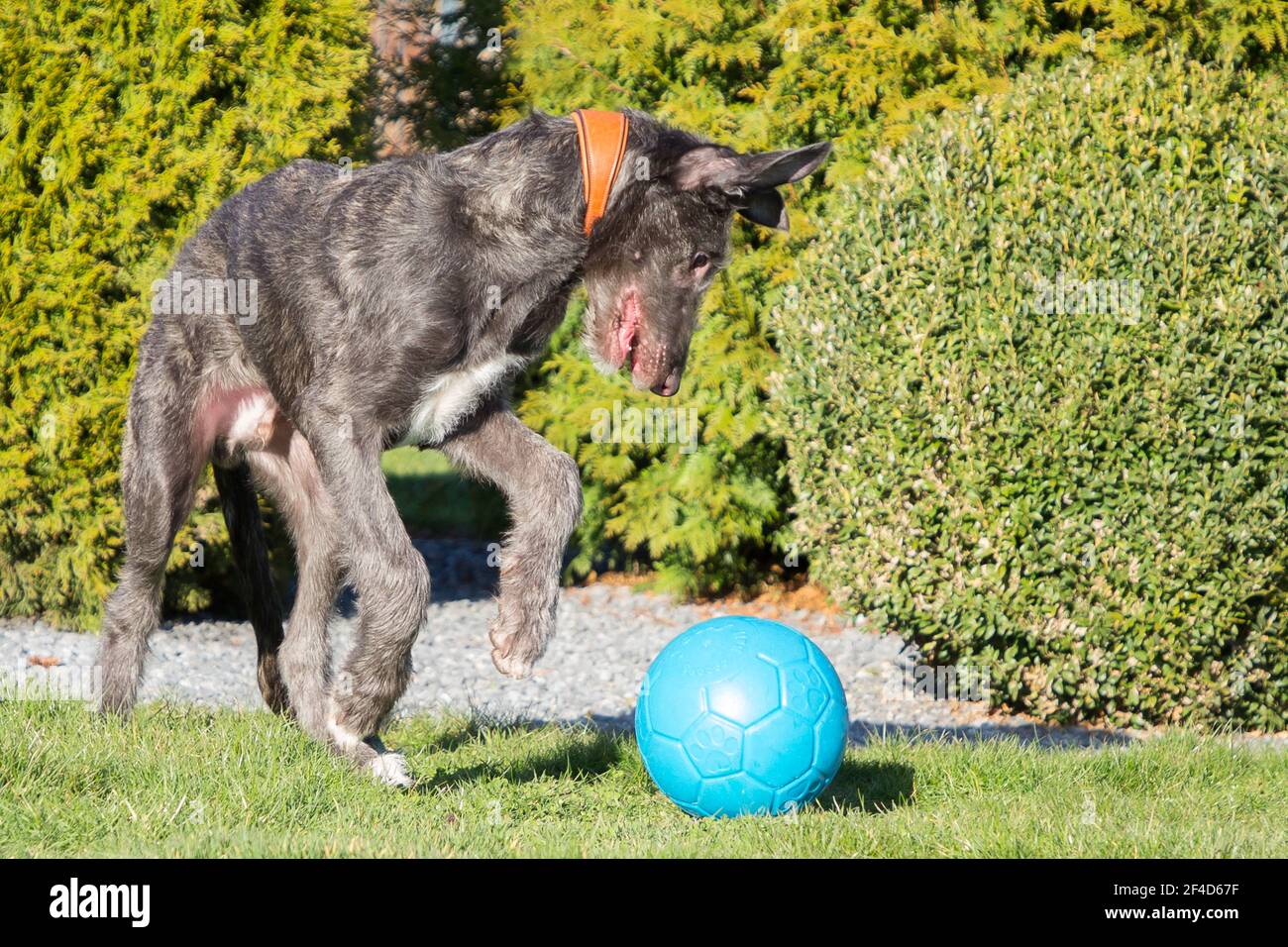 Cucciolo di Deerhound scozzese Foto Stock