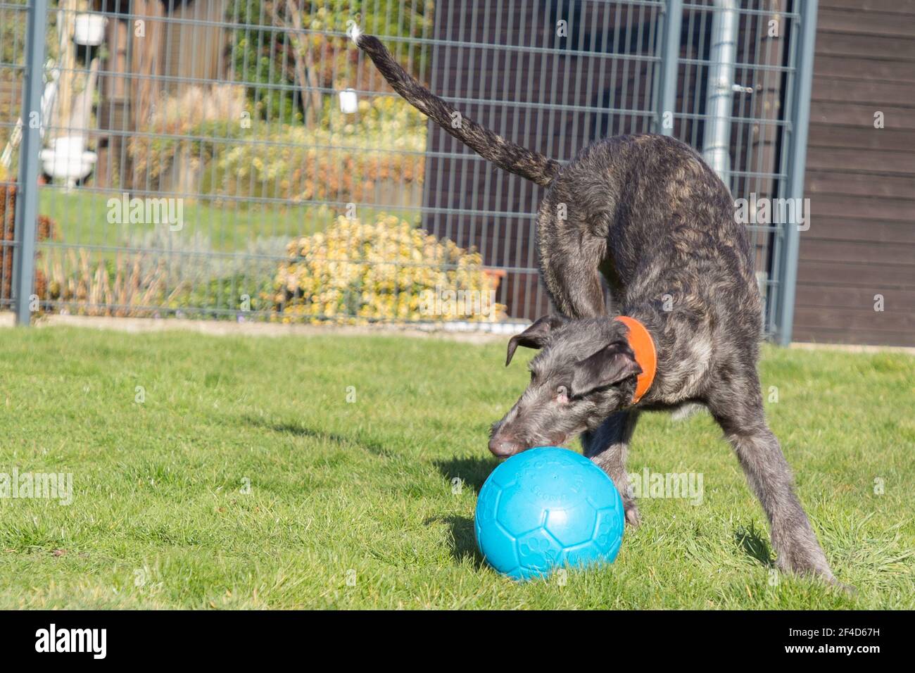 Cucciolo di Deerhound scozzese Foto Stock