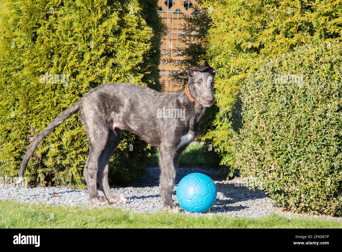 Cucciolo di Deerhound scozzese Foto Stock
