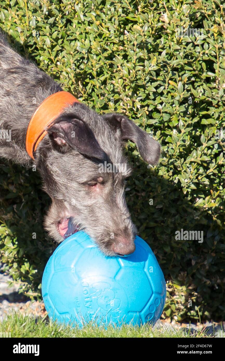 Cucciolo di Deerhound scozzese Foto Stock