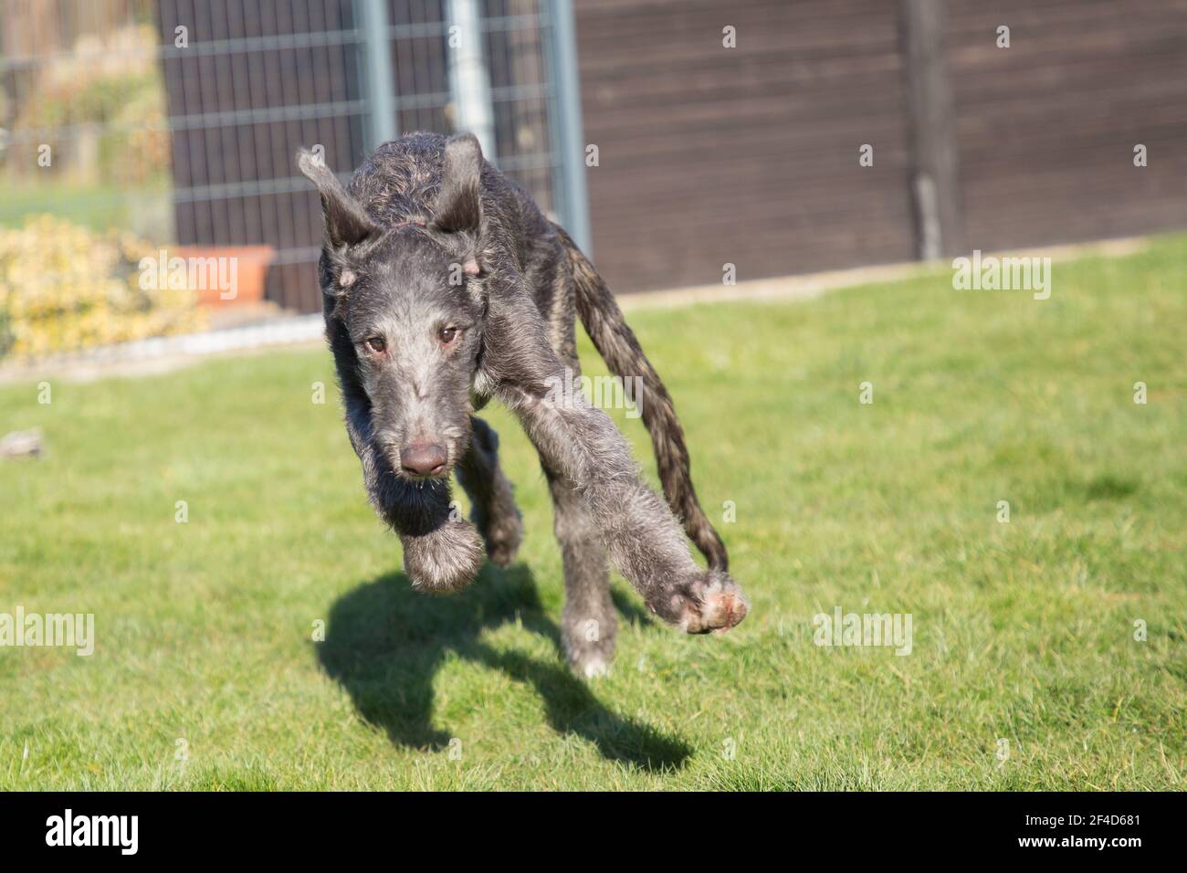 Cucciolo di Deerhound scozzese Foto Stock