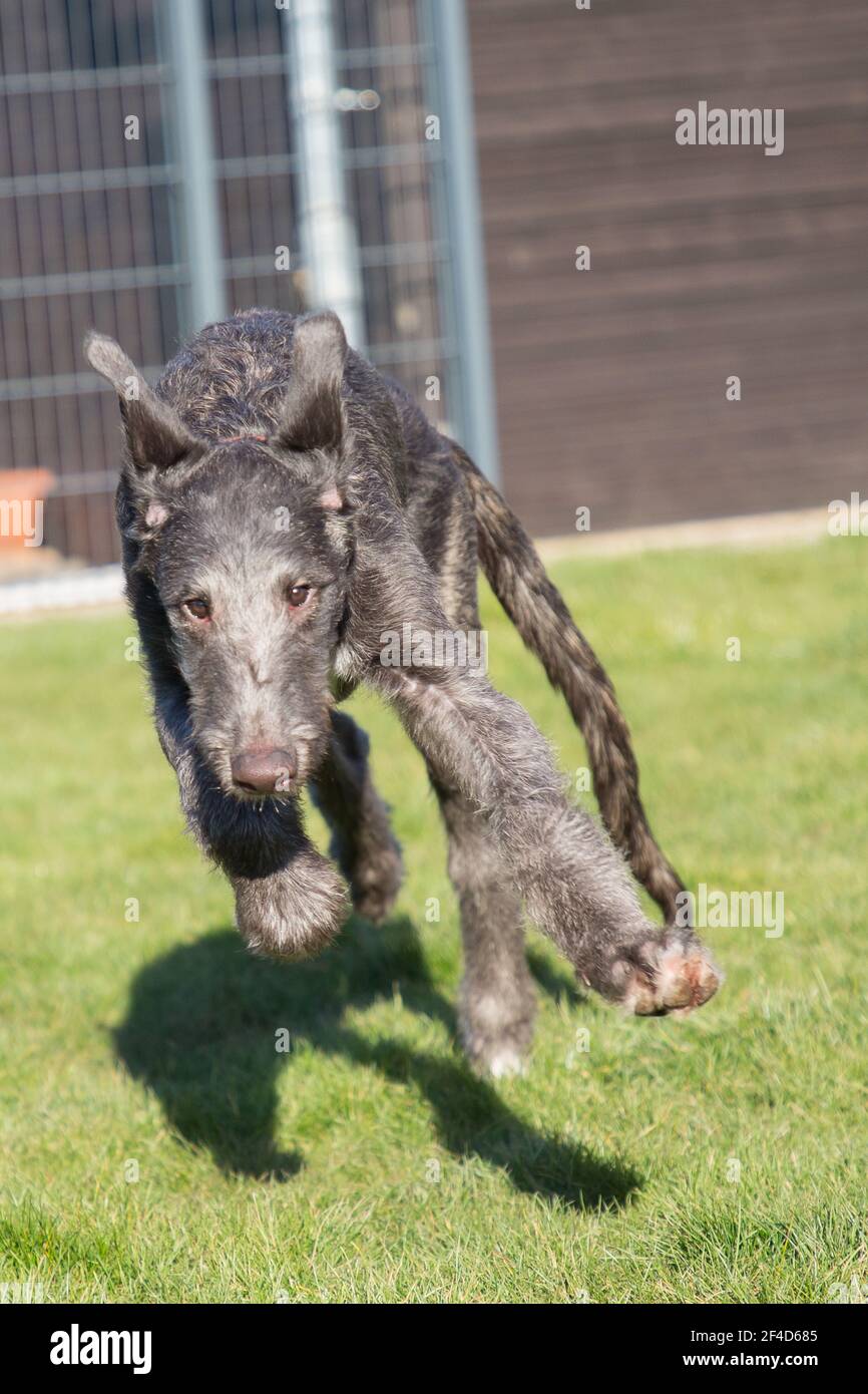 Cucciolo di Deerhound scozzese Foto Stock