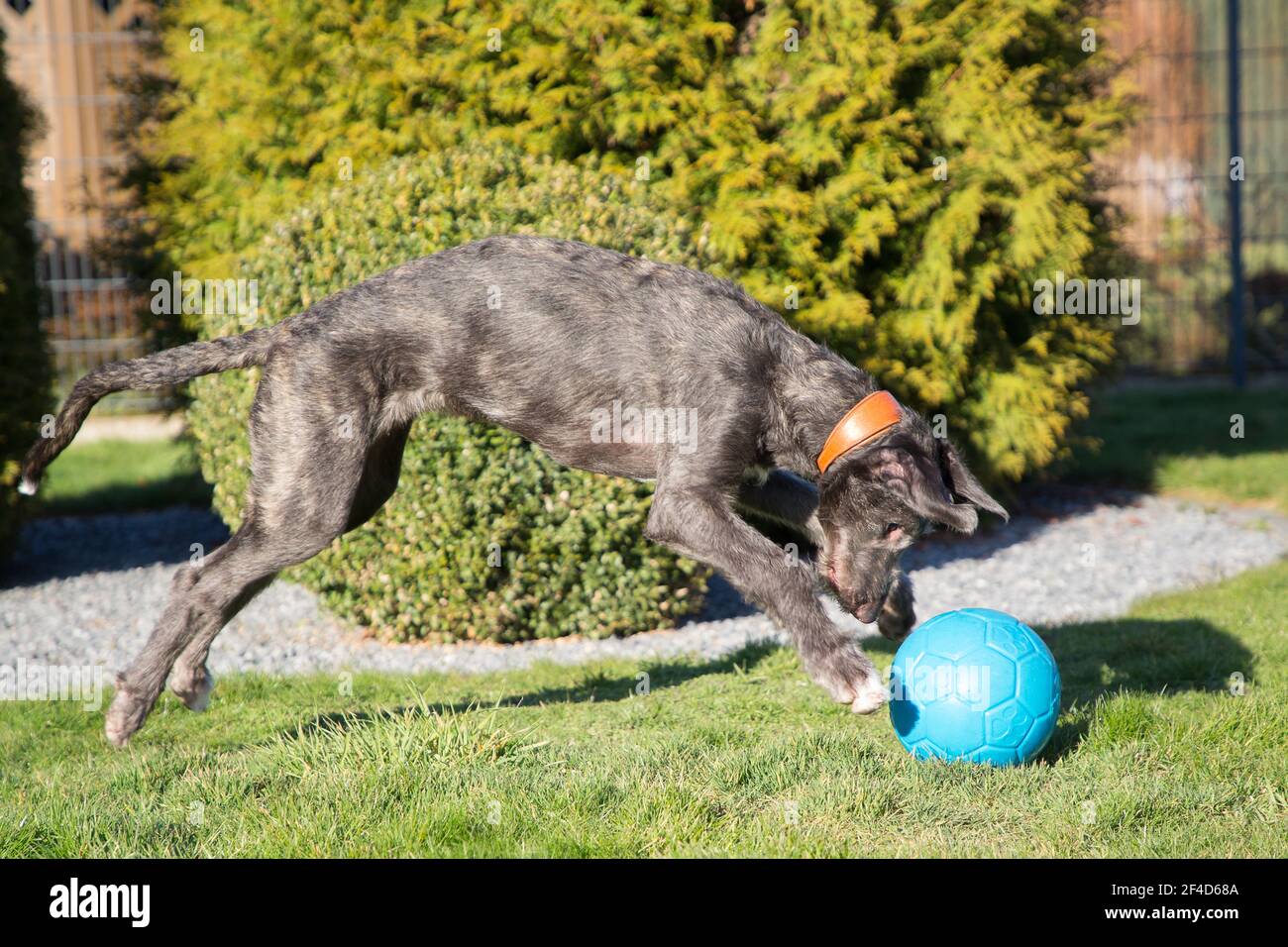 Cucciolo di Deerhound scozzese Foto Stock