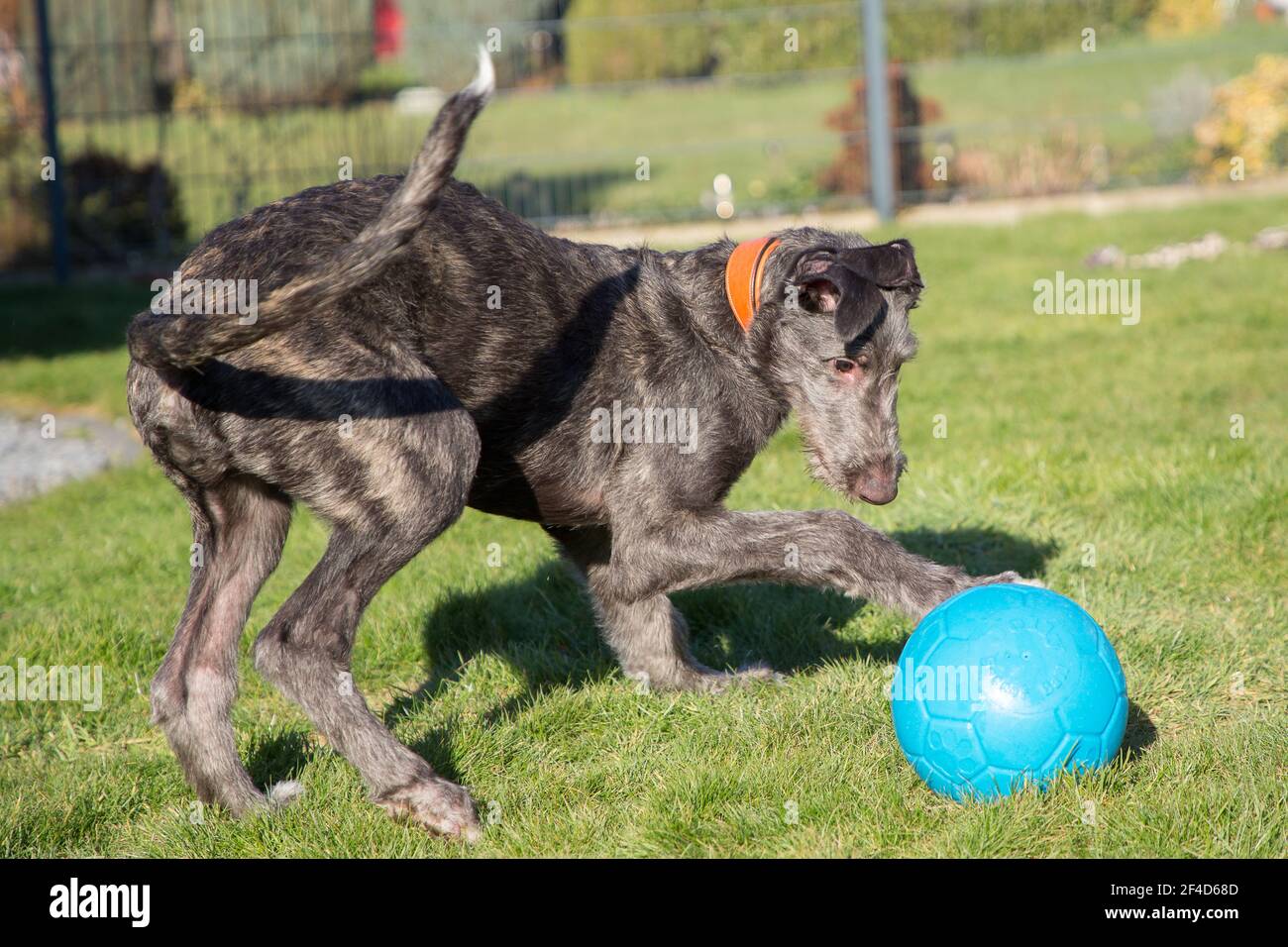 Cucciolo di Deerhound scozzese Foto Stock