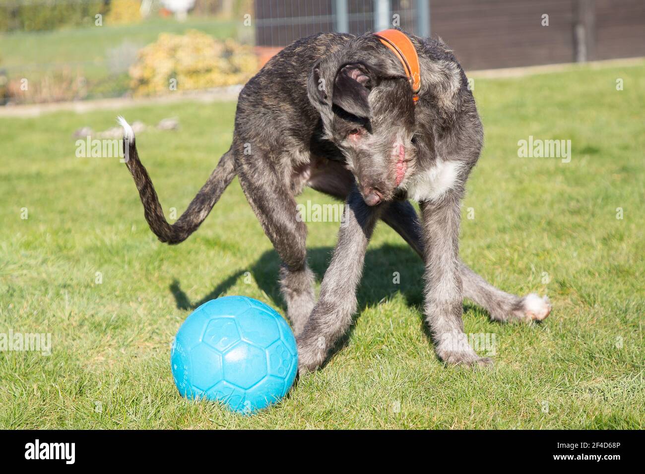 Cucciolo di Deerhound scozzese Foto Stock