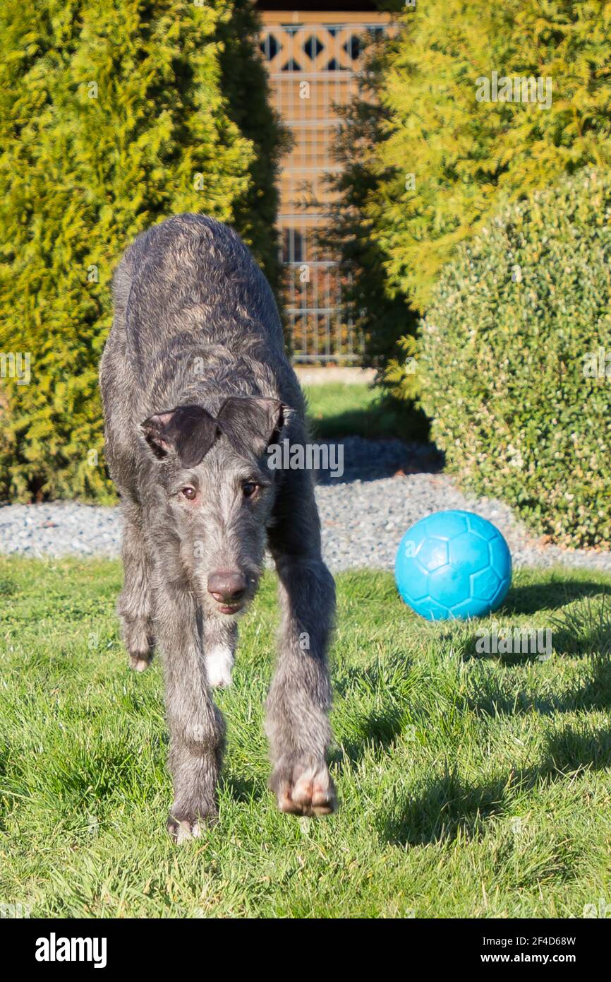 Cucciolo di Deerhound scozzese Foto Stock