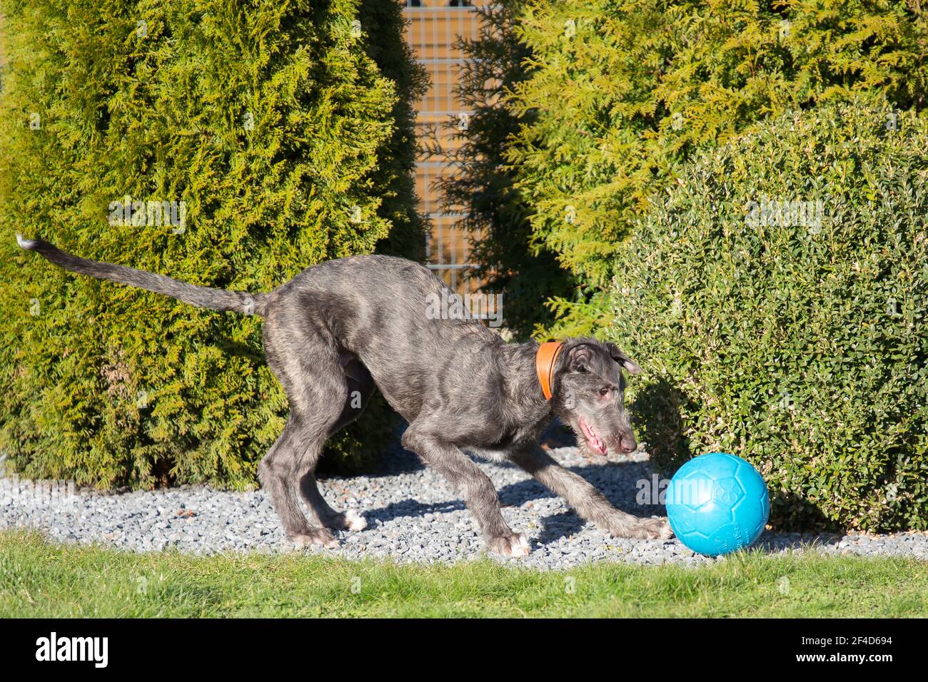 Cucciolo di Deerhound scozzese Foto Stock