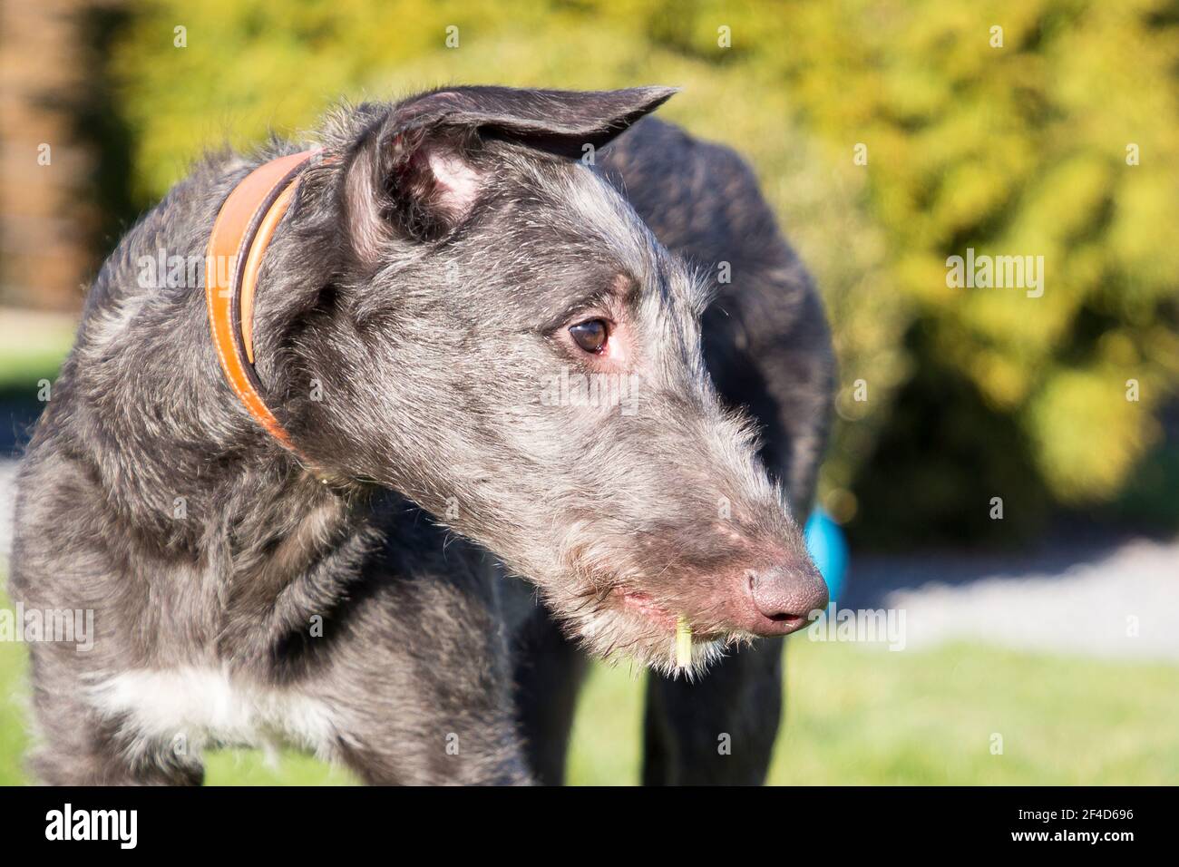 Cucciolo di Deerhound scozzese Foto Stock