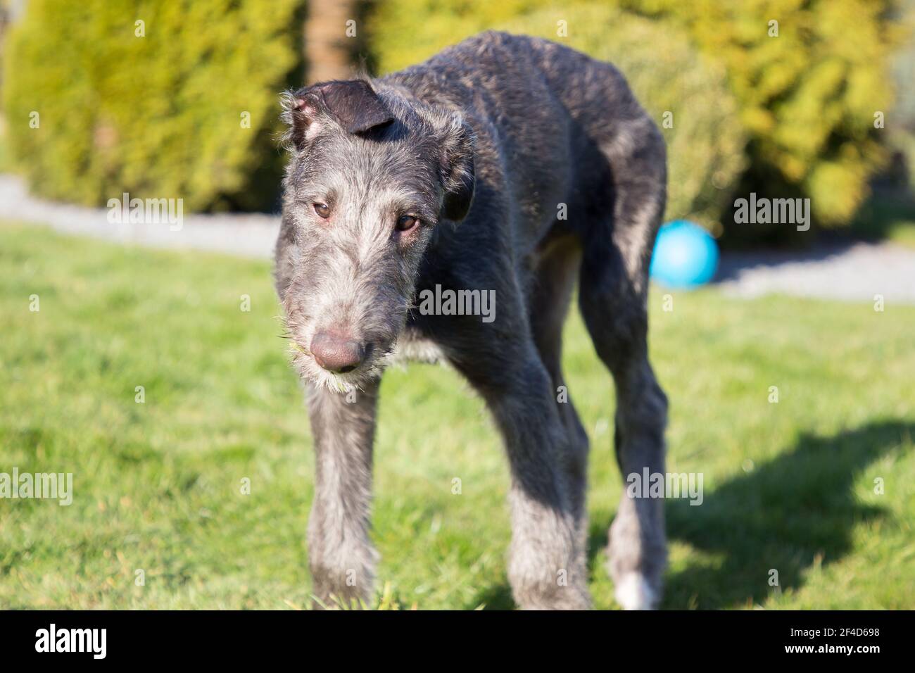 Cucciolo di Deerhound scozzese Foto Stock
