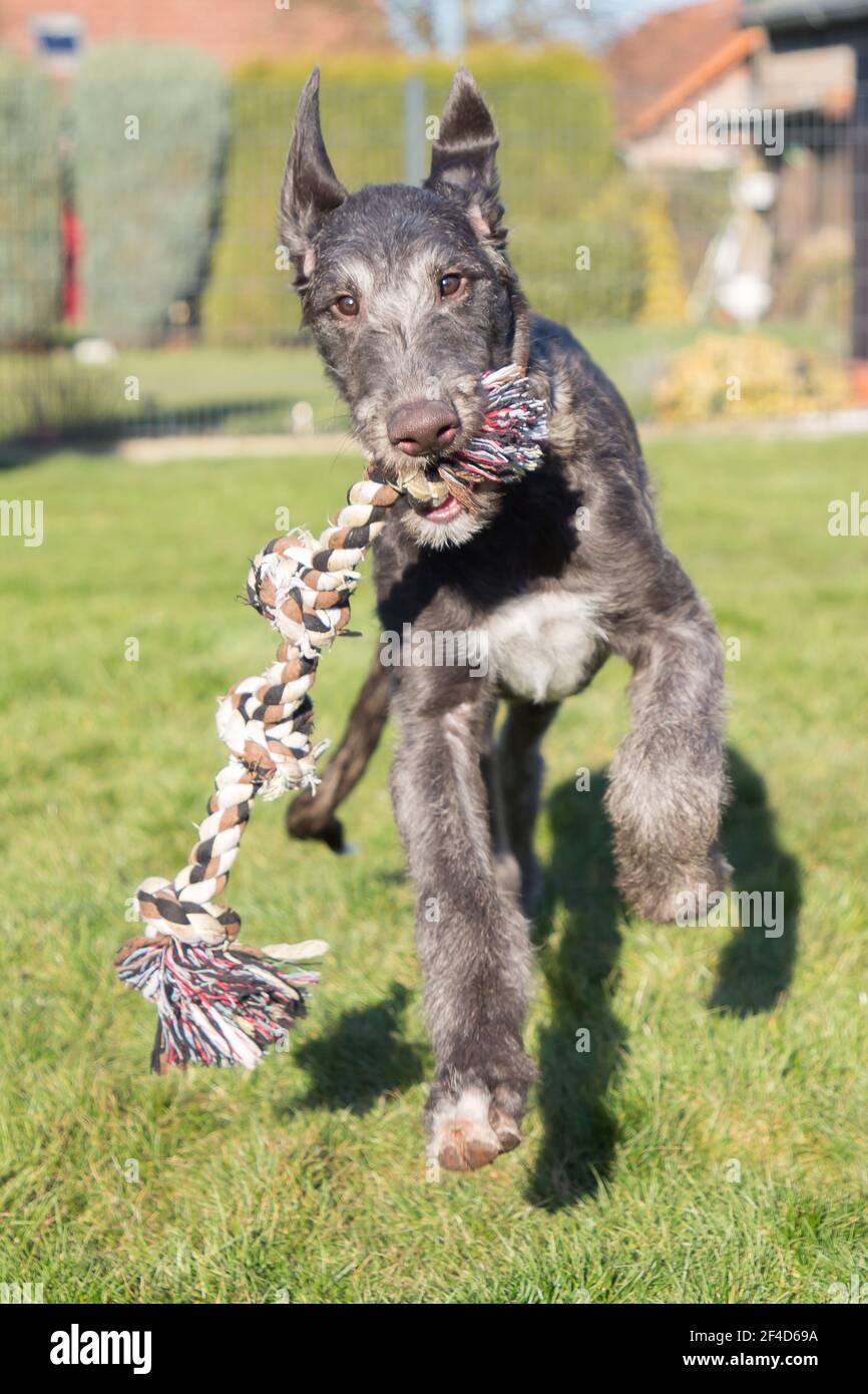 Cucciolo di Deerhound scozzese Foto Stock