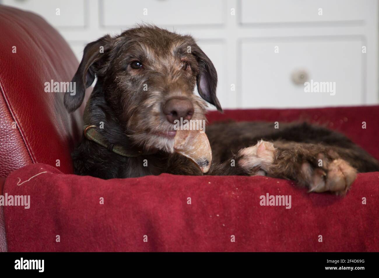 Cucciolo di Deerhound scozzese Foto Stock