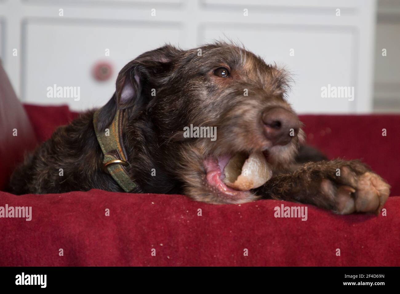 Cucciolo di Deerhound scozzese Foto Stock