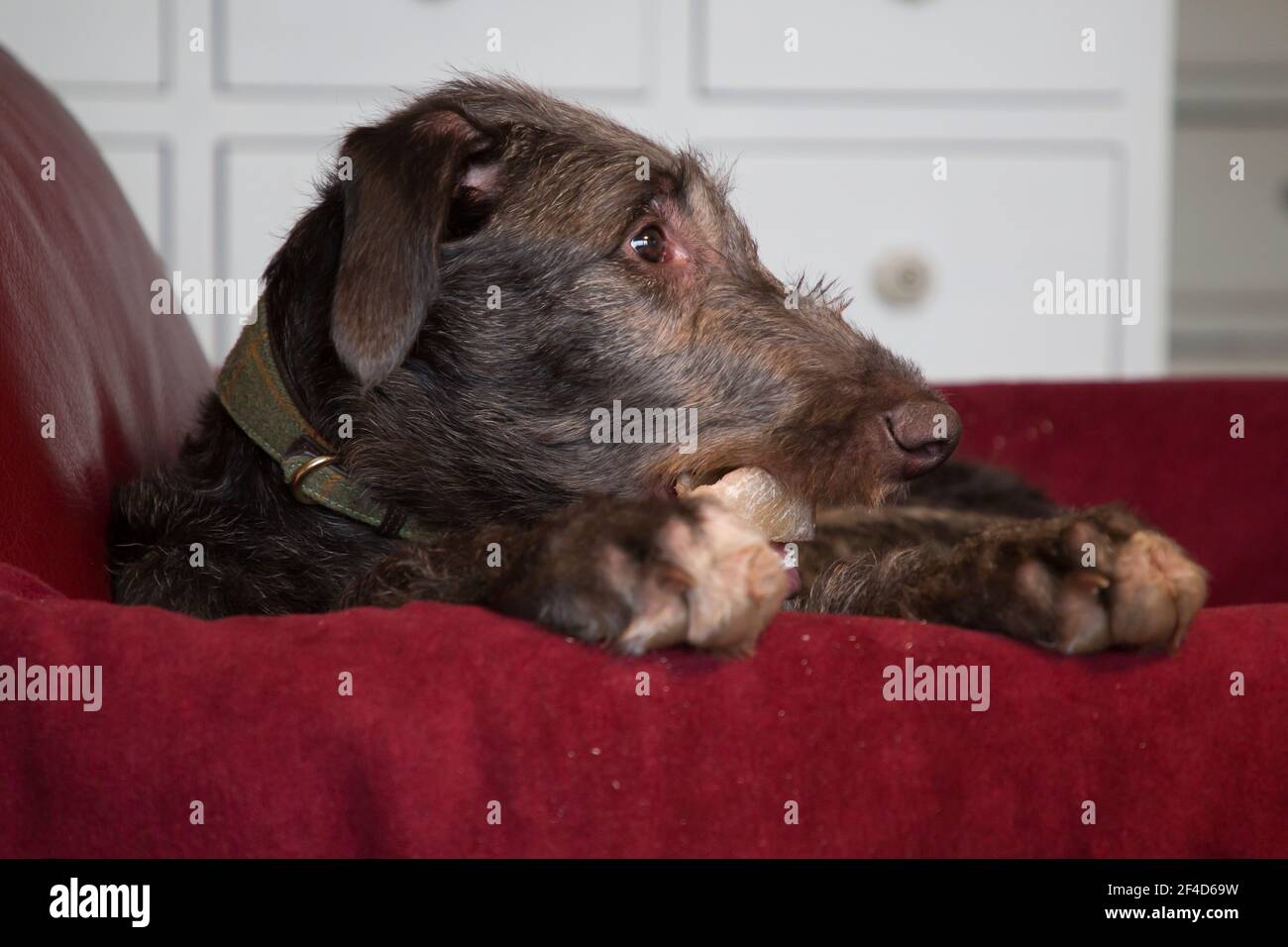 Cucciolo di Deerhound scozzese Foto Stock