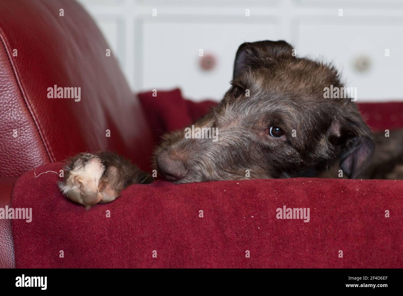 Cucciolo di Deerhound scozzese Foto Stock