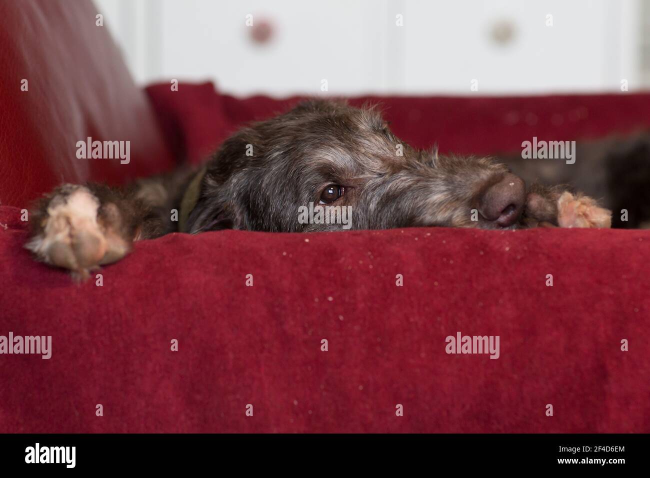 Cucciolo di Deerhound scozzese Foto Stock