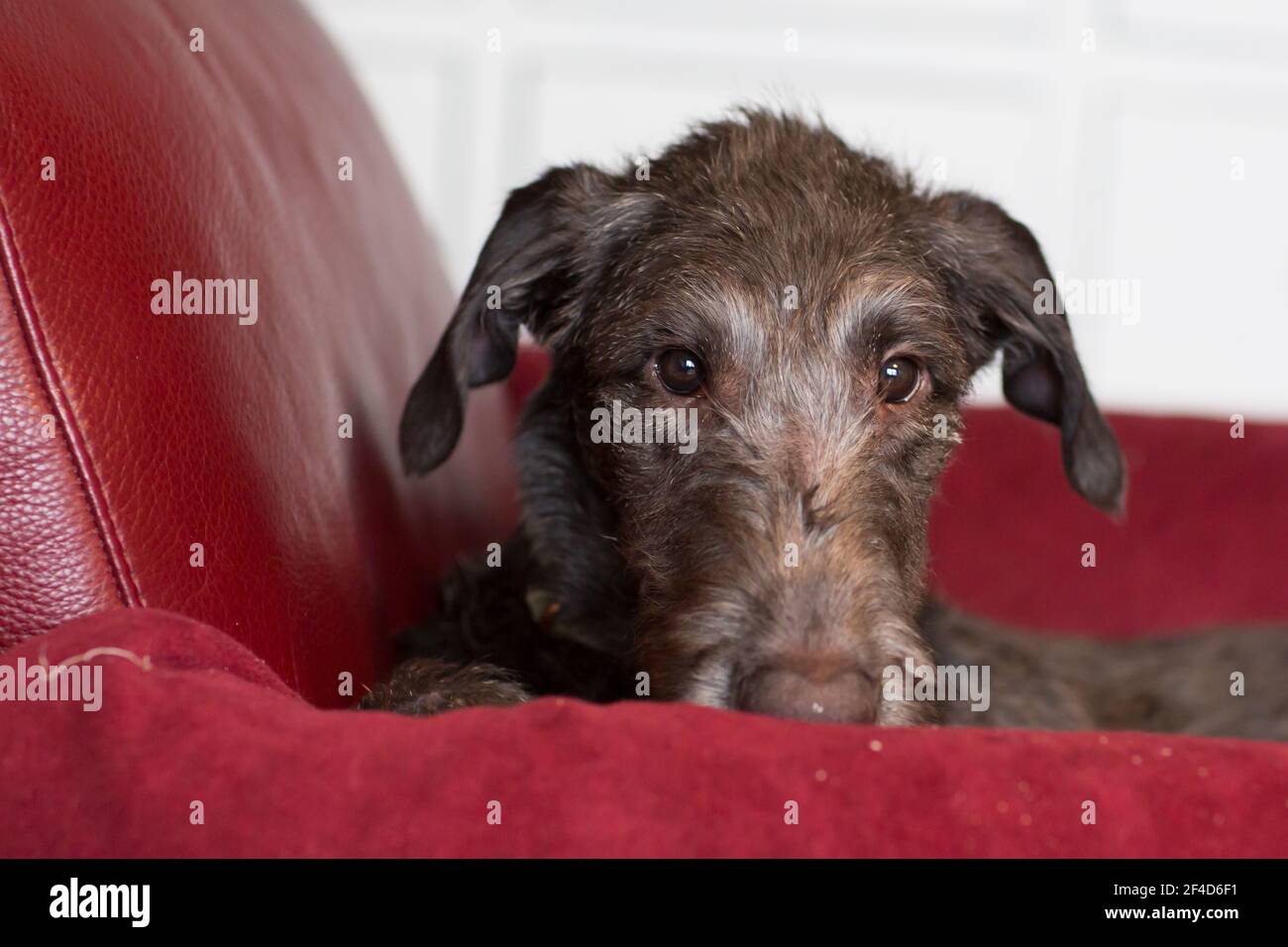 Cucciolo di Deerhound scozzese Foto Stock