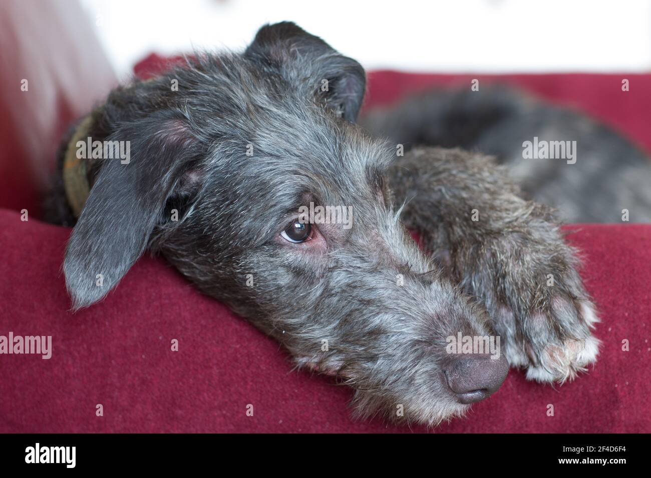 Cucciolo di Deerhound scozzese Foto Stock
