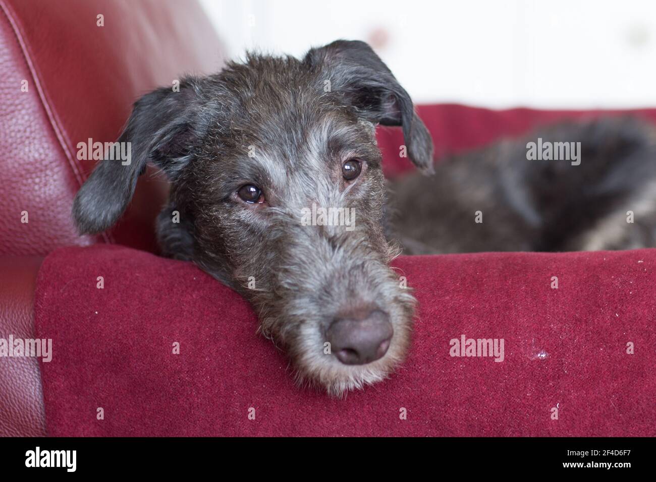 Cucciolo di Deerhound scozzese Foto Stock