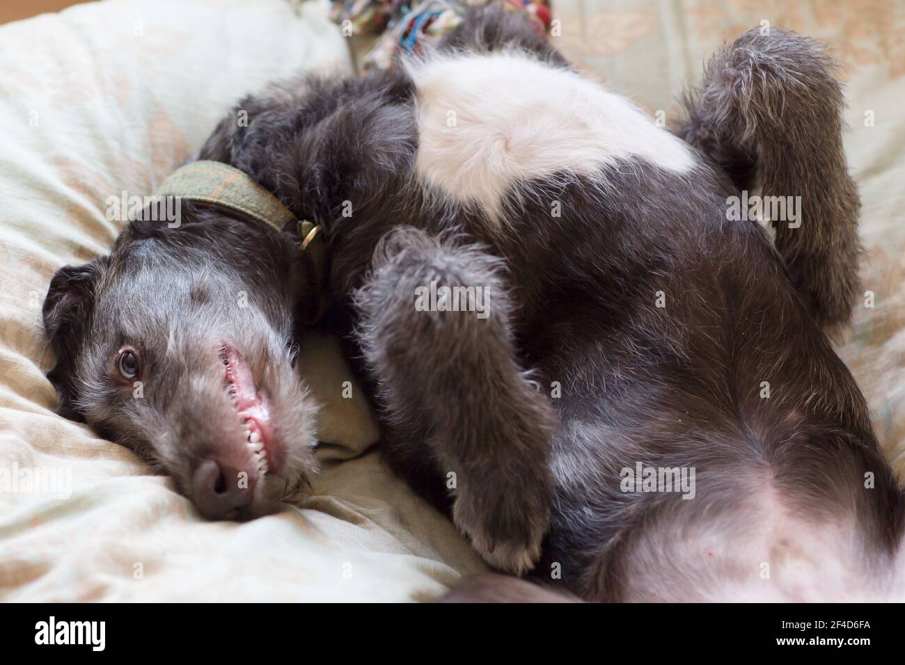 Cucciolo di Deerhound scozzese Foto Stock