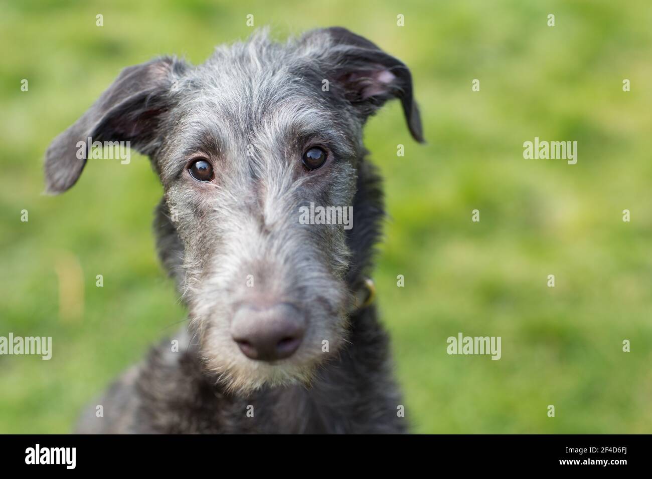 Cucciolo di Deerhound scozzese Foto Stock