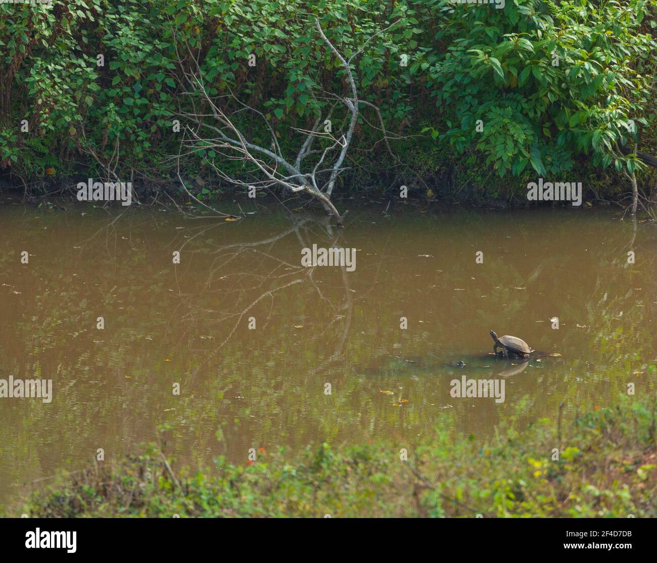 Un Terrapin stagno crogiolarsi al sole (fotografato in BR Hills Sanctuary, India) Foto Stock