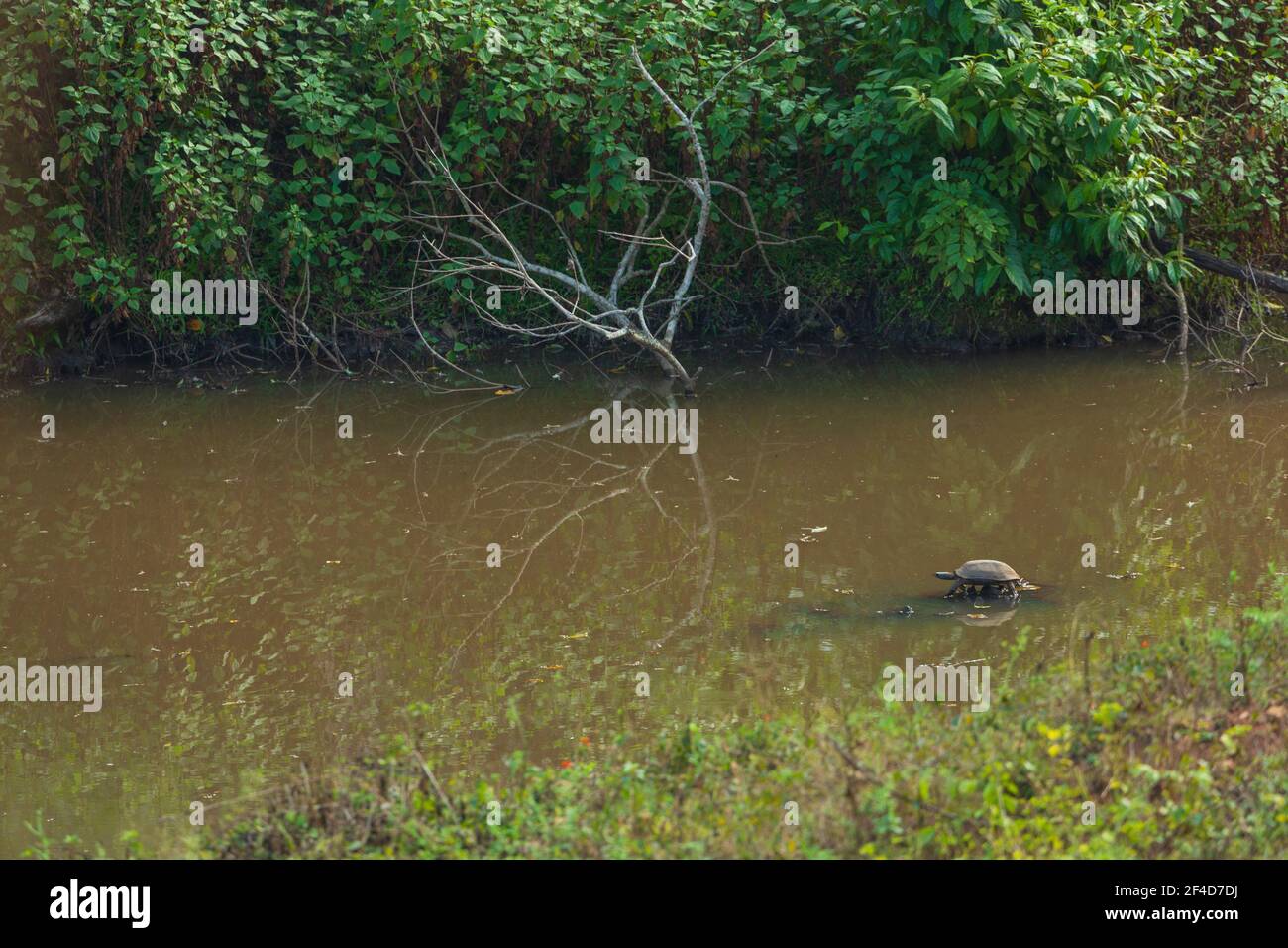 Un Terrapin stagno crogiolarsi al sole (fotografato in BR Hills Sanctuary, India) Foto Stock