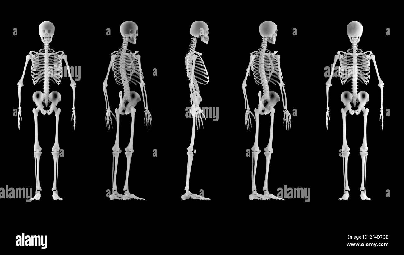 Vista a raggi X di uno scheletro umano. Esame medico e scansione del corpo. Anatomia umana e ossa del corpo. vista a 360 gradi di uno scheletro. rendering 3d Foto Stock