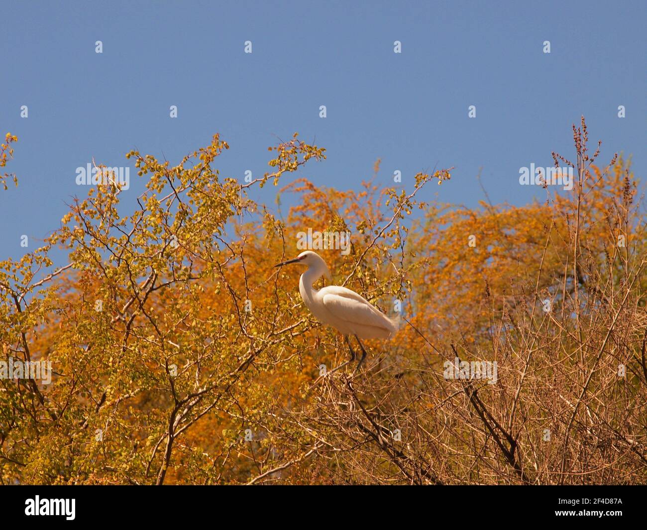 Snowy Egret, Egretta Thula, allo Zoo di Phoenix, Arizona. L'Egret è visto arroccato in un albero contro un cielo blu chiaro nel marzo del 2021. Foto Stock