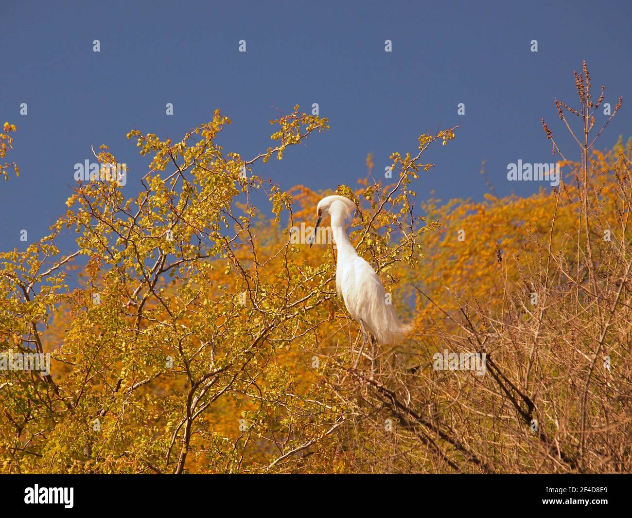 Snowy Egret, Egretta Thula, allo Zoo di Phoenix, Arizona. L'Egret è visto arroccato in un albero contro un cielo blu chiaro nel marzo del 2021. Foto Stock