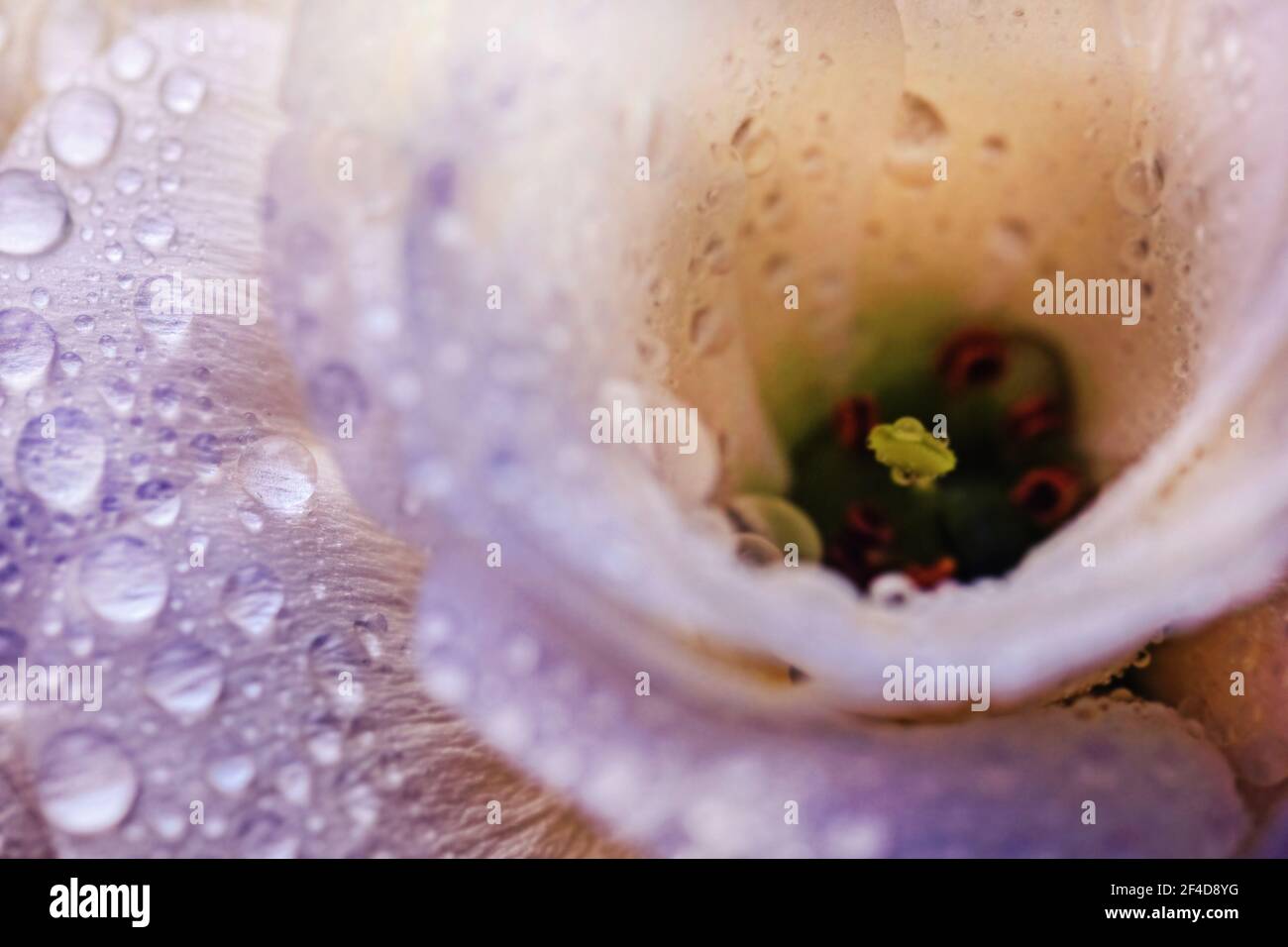 Gocce d'acqua graziose reali sui petali di eustoma bianco fiore Foto Stock