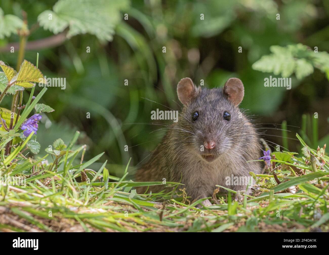 Primo piano ritratto di un rat marrone (rattus norvegicus) in habitat naturale. Suffolk , Regno Unito Foto Stock
