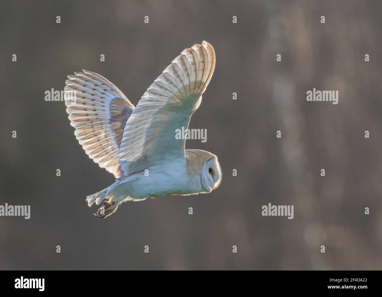 Barn Owl fuori caccia nella luce della sera - Suffolk Foto Stock
