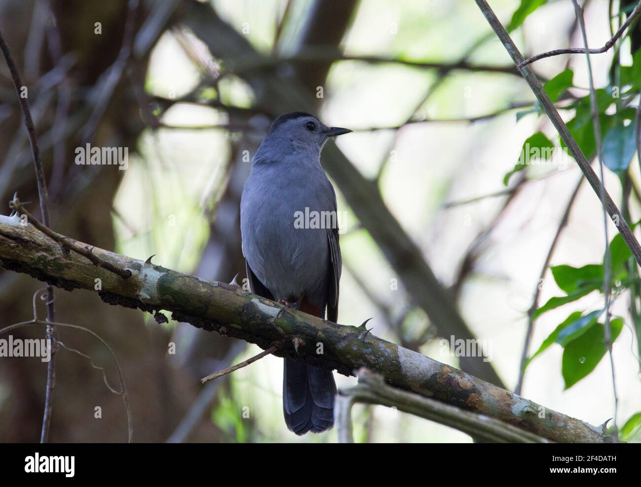 Gray Catbird, Dumetella carolinensis, singolo adulto arroccato sulla filiale, Cuba Foto Stock