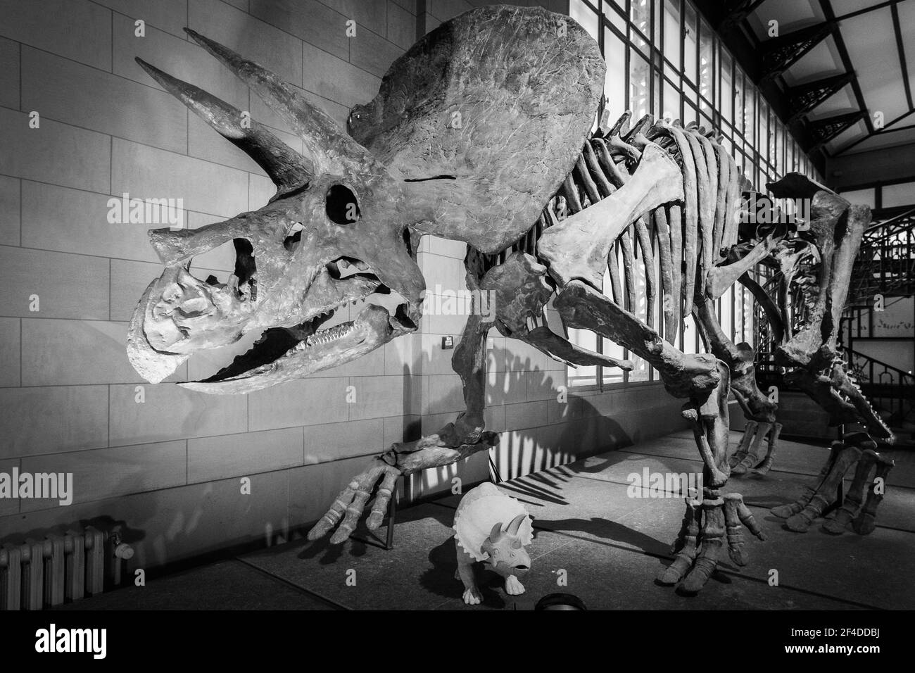 Bruxelles, Belgio; 23 gennaio 2020: Fossile Triceratops nel Museo di scienze naturali del Belgio Foto Stock