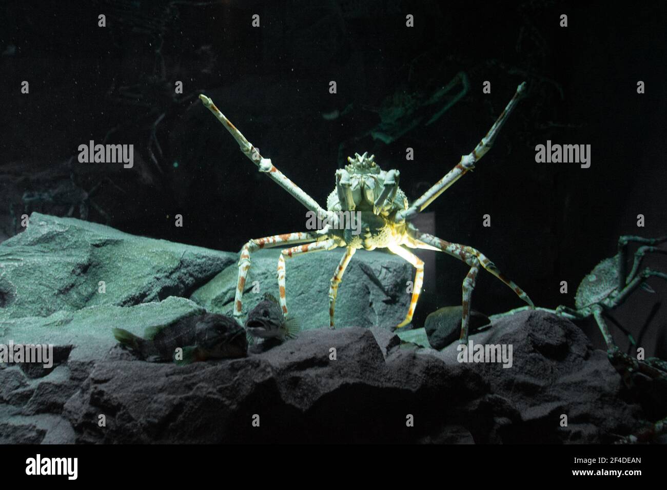 Un closeup di un granchio ragno gigante giapponese Foto Stock