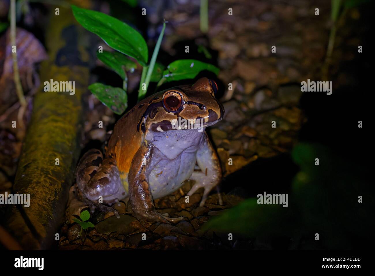 Leptodactylus savagei - Savage rana a punta sottile specie di rana leptodattilide, dall'Honduras orientale, attraverso il Nicaragua, la Costa Rica e Panama fino a Colom Foto Stock