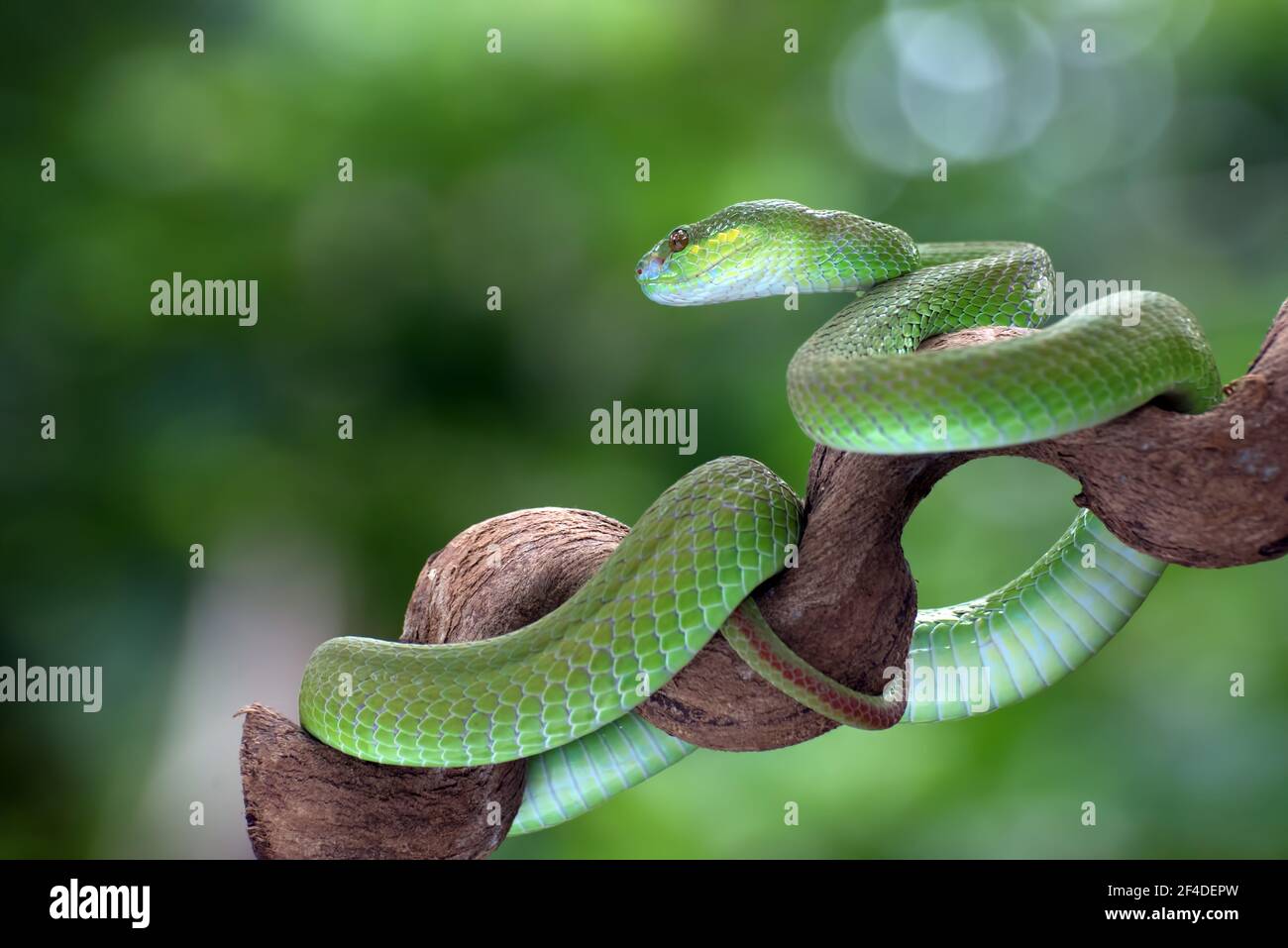 Vipera di buca bianca-lipped dell'isola avvolta intorno ad un ramo dell'albero, Indonesia Foto Stock