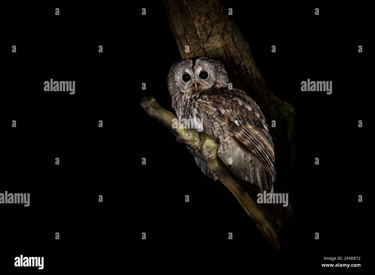 Gufo bruno o gufo bruno - gufo di taglia media Strix aluco trovato in boschi attraverso paleartico, pallido con striature scure, parti superiori sono rufous, marrone o gr Foto Stock