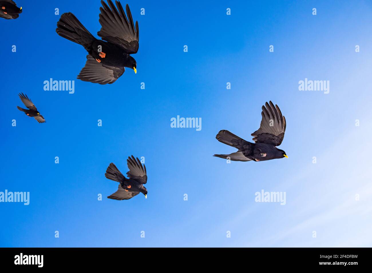 Vista a basso angolo di cinque uccelli in volo, Svizzera Foto Stock