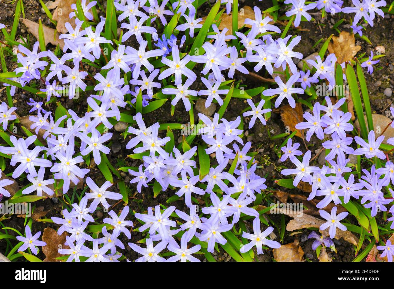 Scilla luciliae fiori in primavera Foto Stock