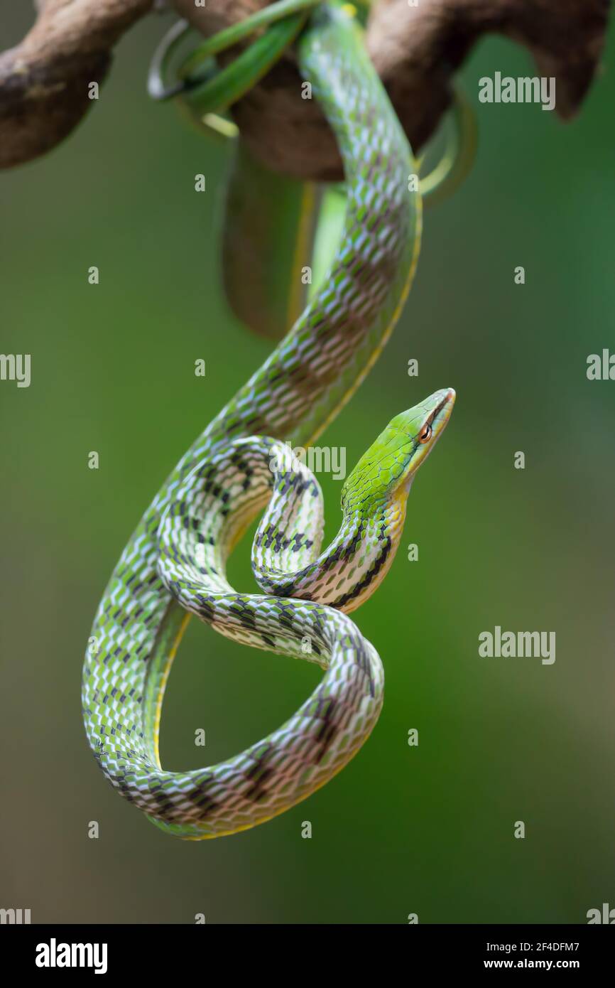 Primo piano di un serpente di vite asiatico su un ramo, Indonesia Foto Stock