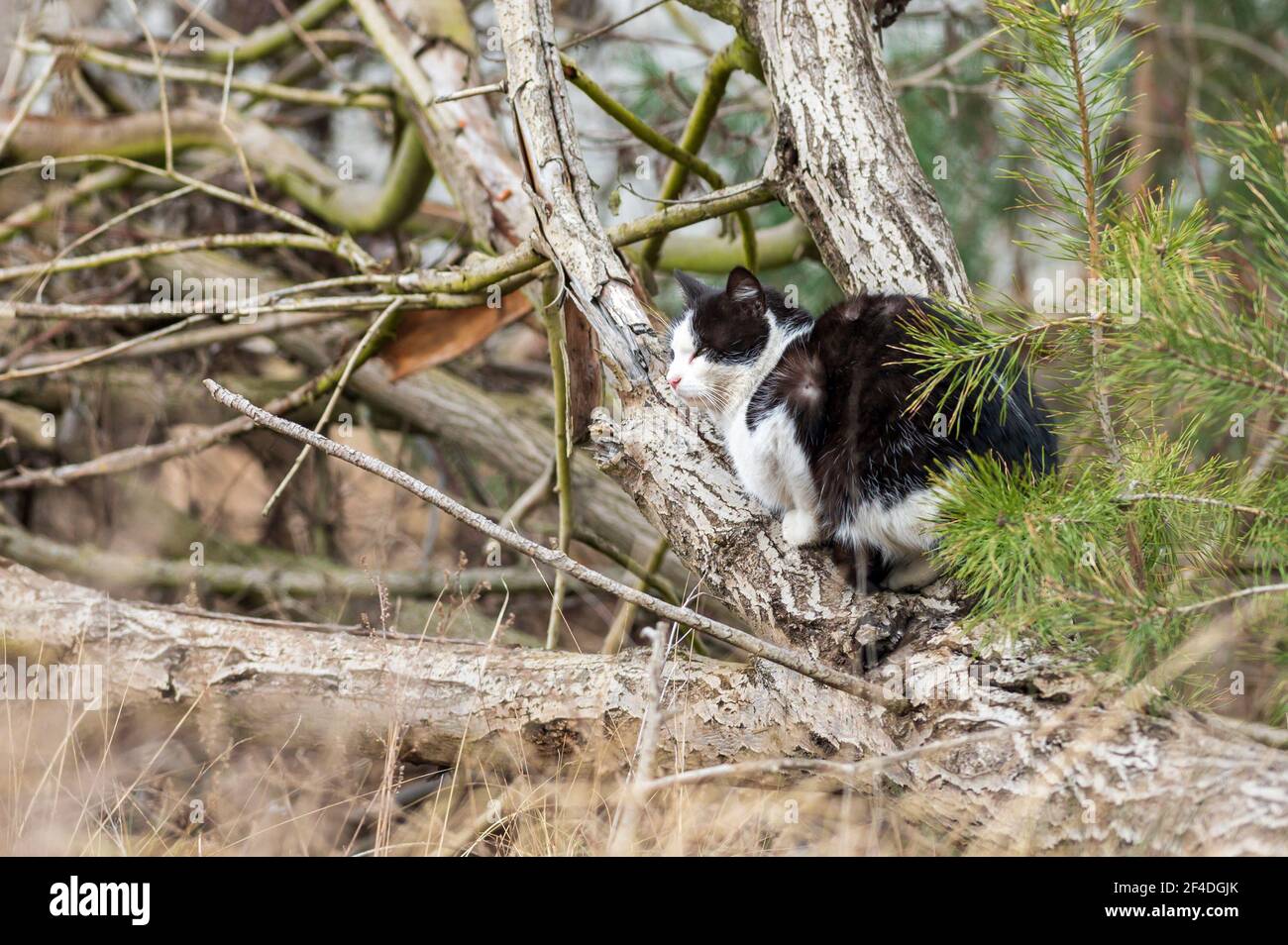 Gatto poggiato su un ramo morto Foto Stock