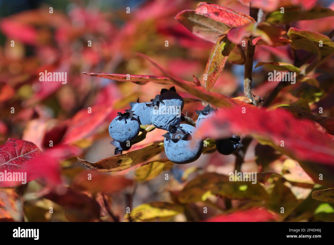 Macro di mirtilli selvatici maturi tra foglie rosse d'autunno. Foto Stock