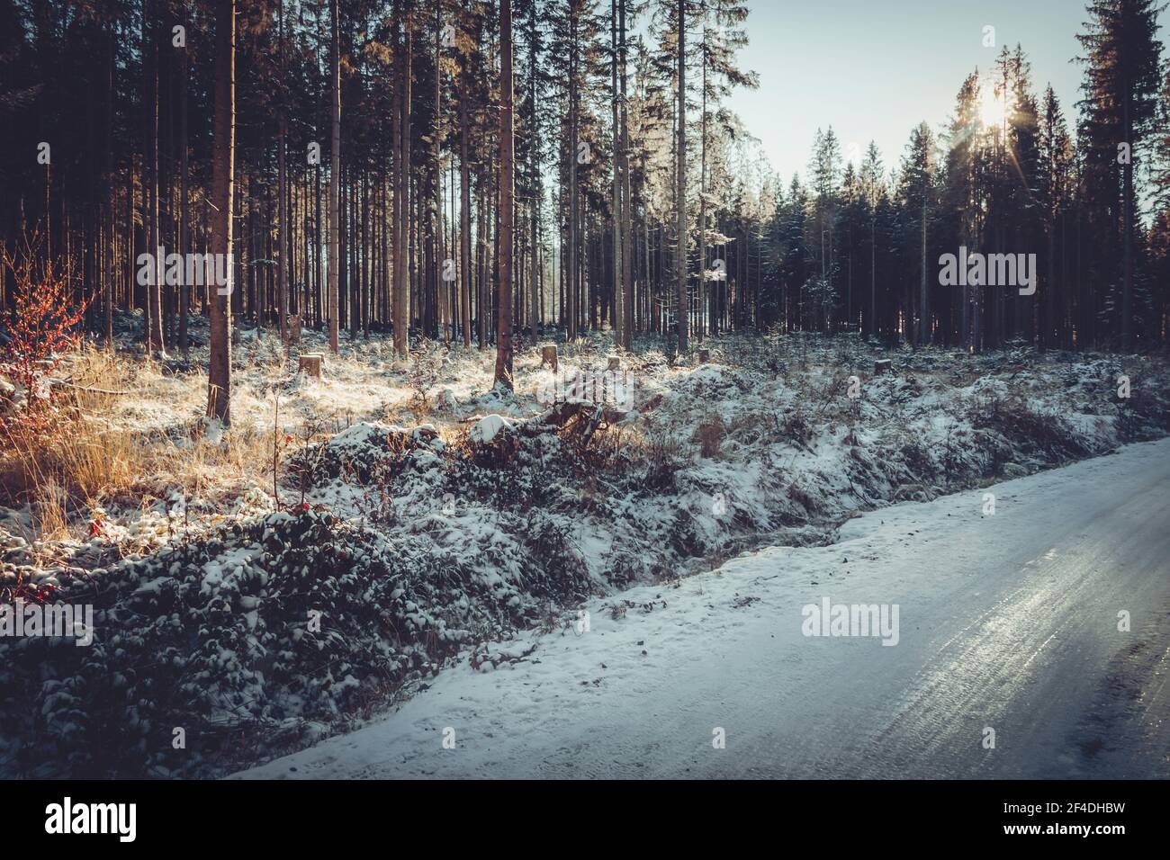 Strada nei boschi coperta con la neve, inverno Foto Stock