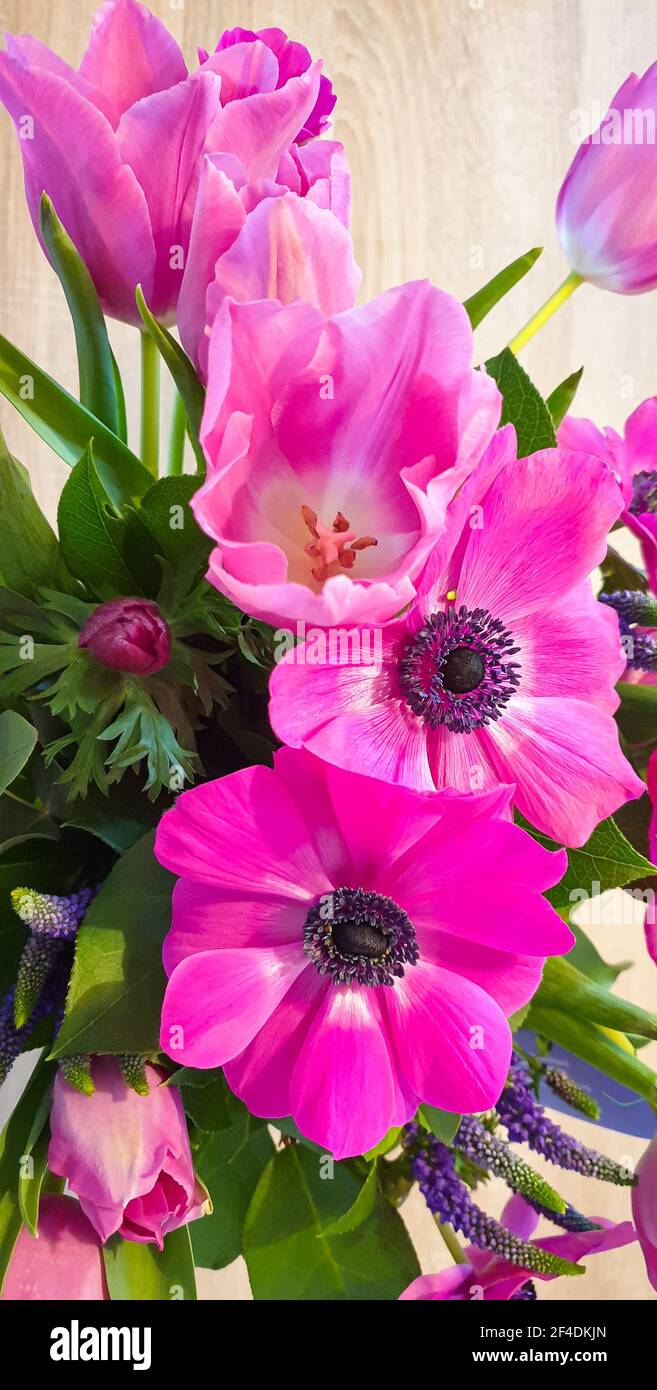 Bellissimi fiori di colore rosa, adatti come sfondo o biglietto d'auguri Foto Stock